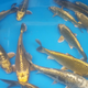Carpas Fantasma a la venta en Carp Co.